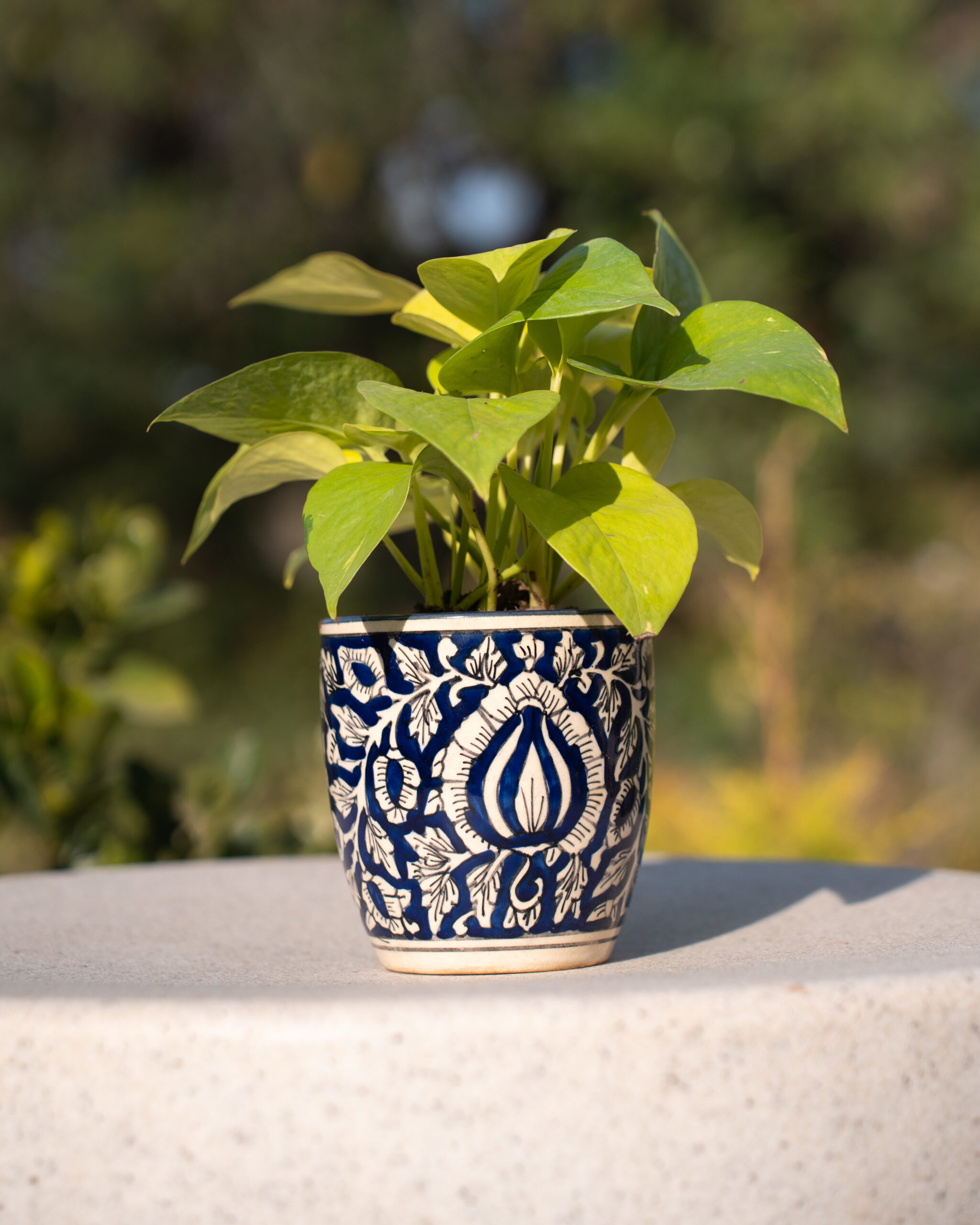 Live Plants and Garden Store in India
